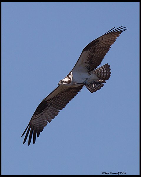 _6SB9687 osprey with nesting material.jpg